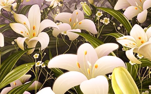 百合花观察日记