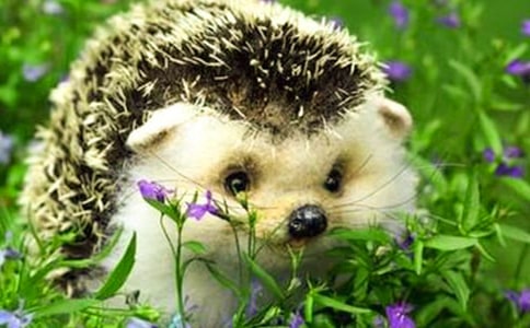 关于刺猬的日记