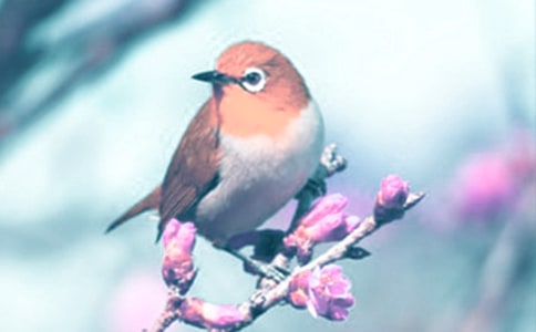 动植物观察日记