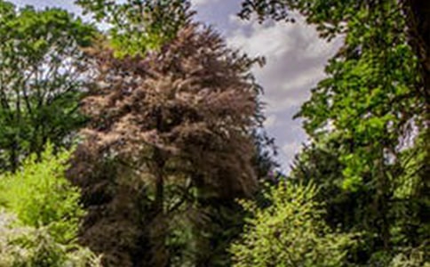 描述风景的优美诗歌