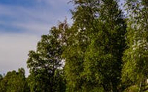 风景的诗歌模板