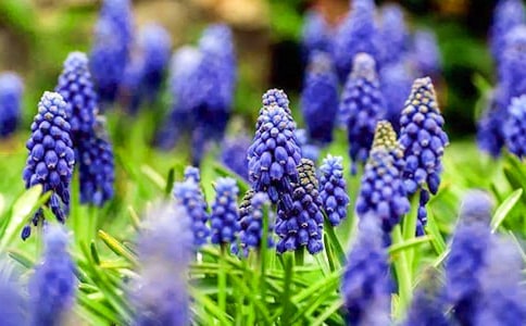 风信子观察日记