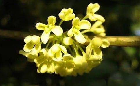 有关桂花的古诗