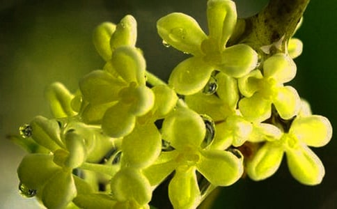 有关桂花香味的唯美说说句子