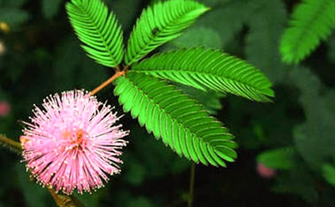 关于含羞草的观察日记3篇