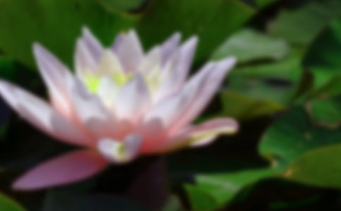 描写荷花古诗词