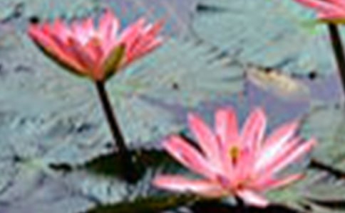 描写荷花的诗歌通用版