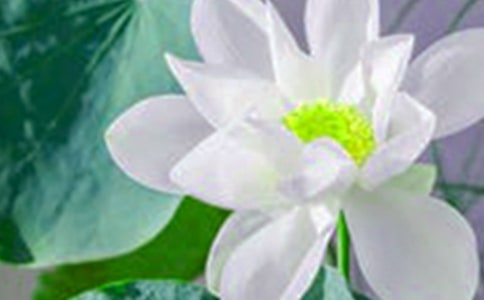 描写荷花的现代诗歌