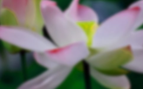 赞美荷花的古诗