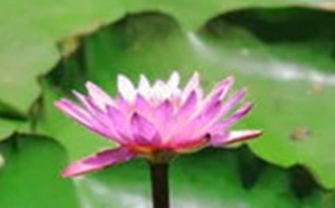 关于荷花的古诗词