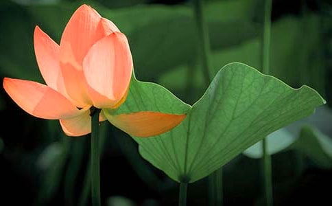 荷花的古诗14篇