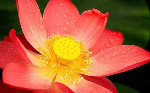 荷花的古诗(精选12首)