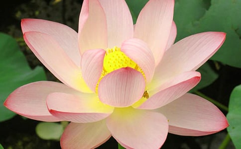 关于荷花的古诗