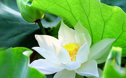 美丽的荷花日记