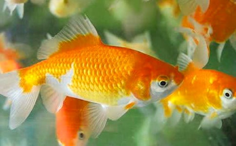 可爱的小金鱼日记