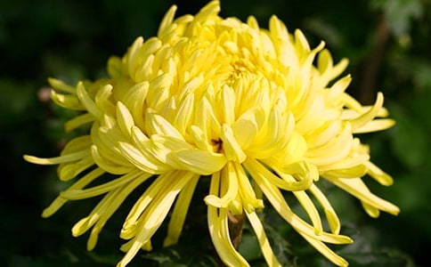 菊花的古诗(集锦15篇)