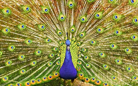 观察日记孔雀鱼