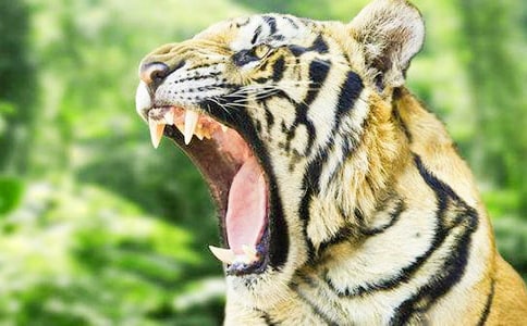 跟老虎照相日记