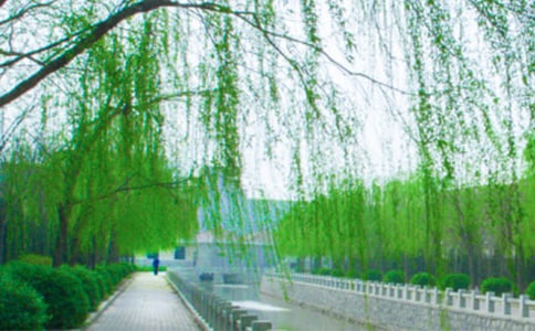 描写柳树的古诗