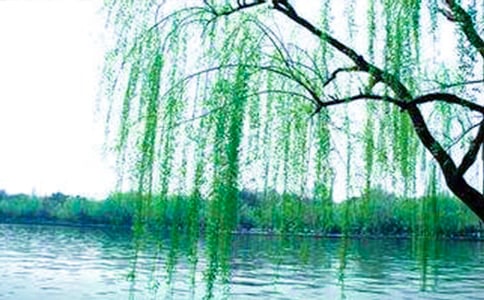 赞美柳树的古诗