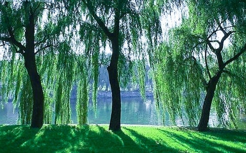 描写柳树的古诗