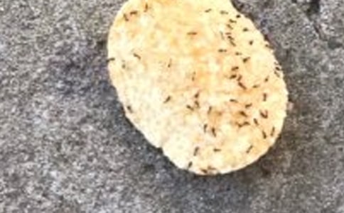 蚂蚁观察日记通用