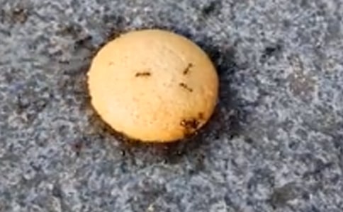 观察蚂蚁日记15篇