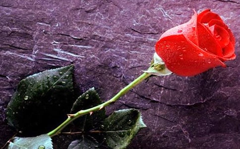 玫瑰花观察日记