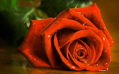 玫瑰花观察日记范文