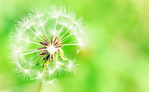 蒲公英的梦诗歌