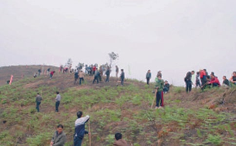 小学生扫墓日记