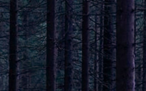 森林公园游玩日记:森林公园作文