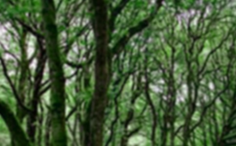 游森林公园日记