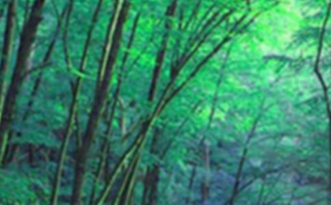 暑假森林公园一日游日记