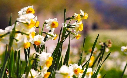 水仙花的观察日记