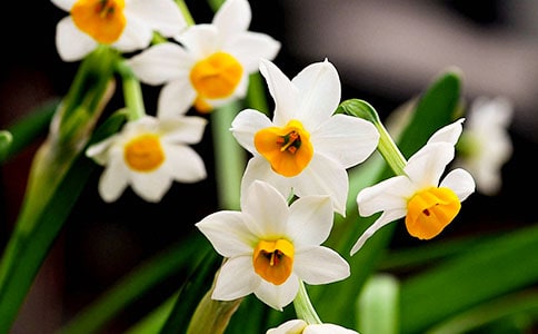 水仙花观察日记15篇