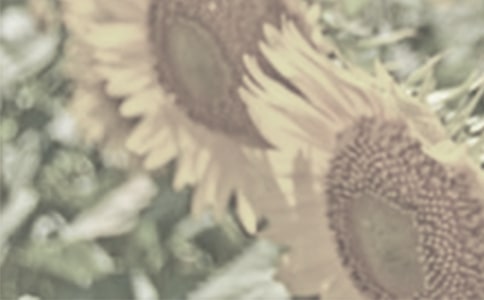 太阳花观察日记