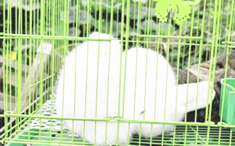 有关小兔子日记四篇