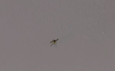 打蚊子日记汇编5篇