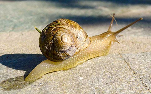 蜗牛日记范文集合7篇