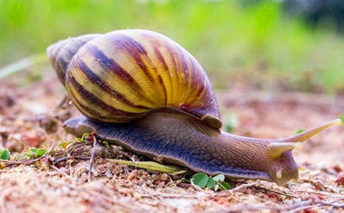 观察蜗牛日记(15篇)