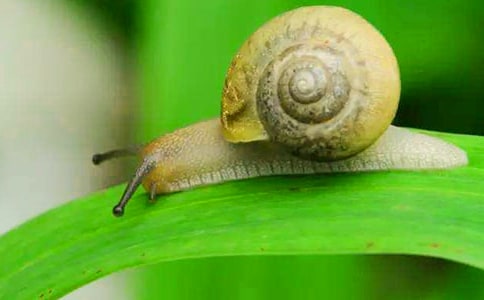 关于蜗牛日记范文锦集十篇