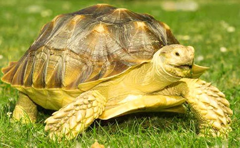 观察小乌龟连续日记