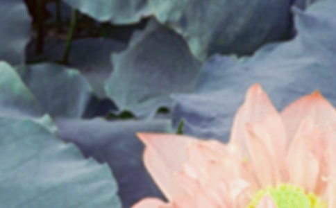 与夏至有关的古诗