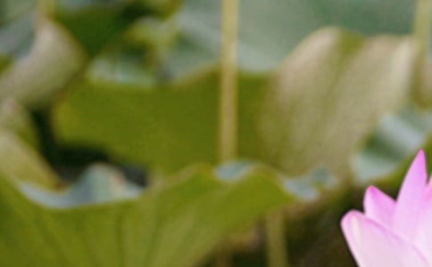 有关夏至的古诗