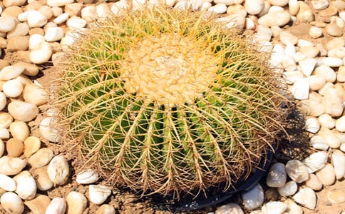 仙人掌日记范文汇编8篇