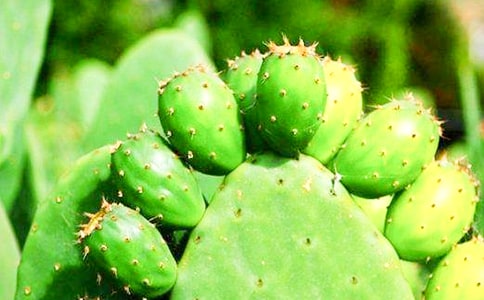 仙人掌观察日记