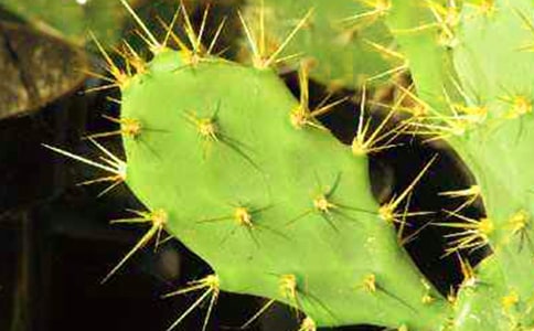 仙人掌日记五篇