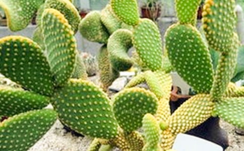 仙人掌日记集合八篇