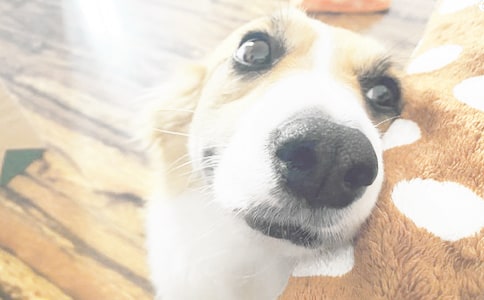 我家的小狗日记模板汇编8篇